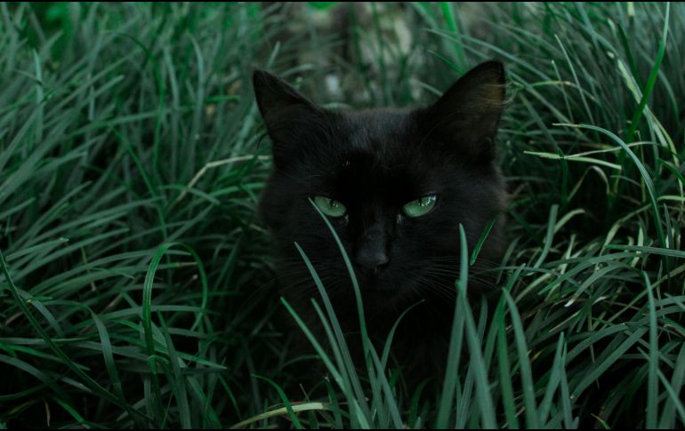 Muchos tipos de plantas son venenosas para los felinos. UNSPLASH / R. PEDROTTI