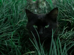 Muchos tipos de plantas son venenosas para los felinos. UNSPLASH / R. PEDROTTI