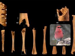 Los hallazgos del ave Pinicola enucleator, aportan una prueba directa de la presencia de especies árticas en latitudes meridionales. EFE / IPHES-BÚSQUEDA / M. Marqueta