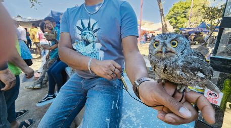 La venta de animales exóticos en el tianguis de El Baratillo es una práctica que ha ocurrido a plena luz del día durante años. El vendedor de la imagen ofrecía este búho a cambio de cuatro mil pesos. EL INFORMADOR