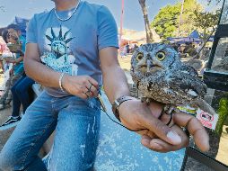 La venta de animales exóticos en el tianguis de El Baratillo es una práctica que ha ocurrido a plena luz del día durante años. El vendedor de la imagen ofrecía este búho a cambio de cuatro mil pesos. EL INFORMADOR
