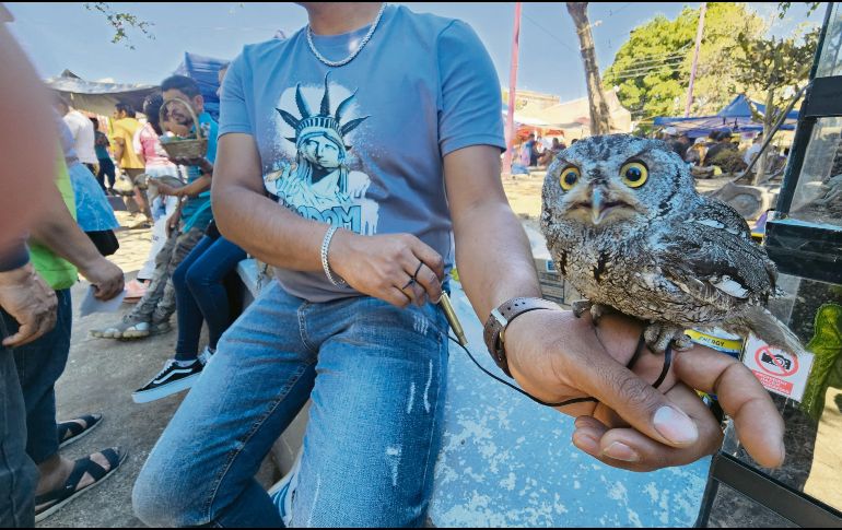 La venta de animales exóticos en el tianguis de El Baratillo es una práctica que ha ocurrido a plena luz del día durante años. El vendedor de la imagen ofrecía este búho a cambio de cuatro mil pesos. EL INFORMADOR
