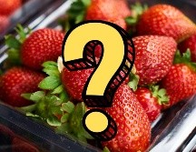 La próxima vez que muerdas una fresa, recuerda: estás disfrutando de una flor que decidió hacerse irresistible, pero no es una fruta como las demás. CANVA