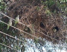 Las especies invasoras se distribuyen en la mayoría de los municipios, incluyendo áreas naturales protegidas, tanto silvestres como urbanas. CORTESÍA / UdeG