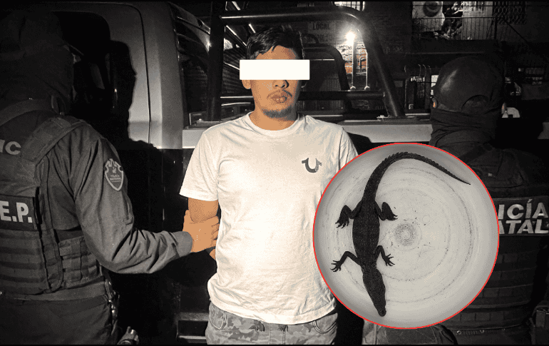 Durante la revisión, los oficiales constataron que el sujeto transportaba un cocodrilo, el cual le fue asegurado de forma precautoria. ESPECIAL