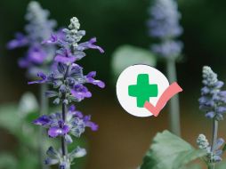 El uso de salvia debe considerarse como un complemento que tiene múltiples beneficios a la salud, siempre dentro de una dieta equilibrada y bajo supervisión profesional. Pexels y Canva