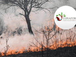 Agregó que es de suma importancia, hacer de conocimiento que la capacitación para un combatiente dura un promedio de tres años, lo que sería similar a cursar una carrera profesional. CANVA/ ESPECIAL