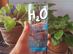 El consumo de agua debe ser una constante en la dieta diaria. EL INFORMADOR / O. Álvarez