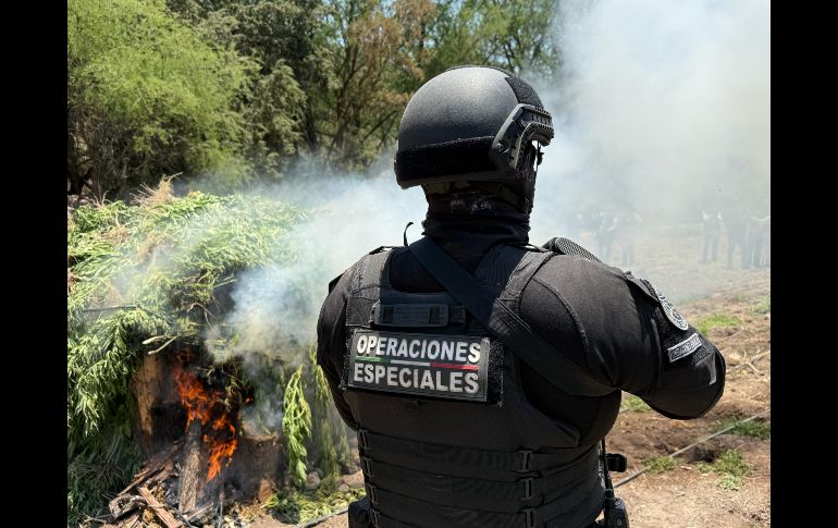 En total, participaron 100 elementos estatales en las labores de aseguramiento y eliminación de los plantíos.CORTESÍA