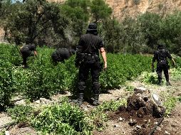 En total, participaron 100 elementos estatales en las labores de aseguramiento y eliminación de los plantíos.CORTESÍA