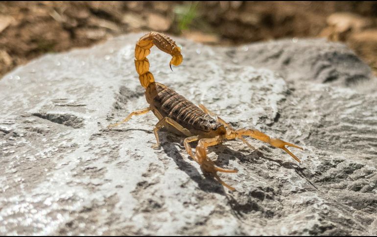 Conoce las diferencias entre los alacranes inofensivos y los peligrosos. UNSPLASH / S. KATIRACHI