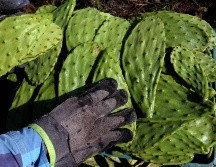 ¿Qué tan bueno es comer la baba del nopal? AFP / ARCHIVO