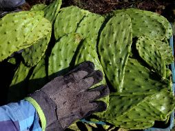 ¿Qué tan bueno es comer la baba del nopal? AFP / ARCHIVO