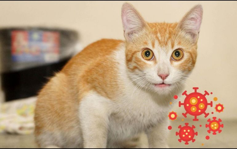 En el caso de los gatos, el virus es particularmente mortal. SUN / ARCHIVO