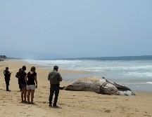 Habitantes de la zona solicitaron la ayuda de las autoridades para sepultar a la ballena, pues alegan que el hecho es 