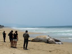 Habitantes de la zona solicitaron la ayuda de las autoridades para sepultar a la ballena, pues alegan que el hecho es 