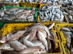 Dentro de un listado compuesto por diez casos, la USTR destaca dos situaciones concretas en territorio mexicano. Una de ellas está relacionada con la captura ilícita de huachinango en la Zona Económica Exclusiva del Golfo de México. CANVA