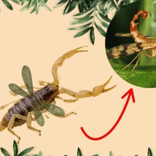 Lo que debes hacer si te encuentras con un "alacrán con alas"