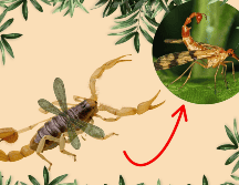 Estos métodos ayudan a mantener un entorno más seguro y armonioso, sin afectar a especies que, aunque poco conocidas, cumplen una función ecológica valiosa. CANVA
