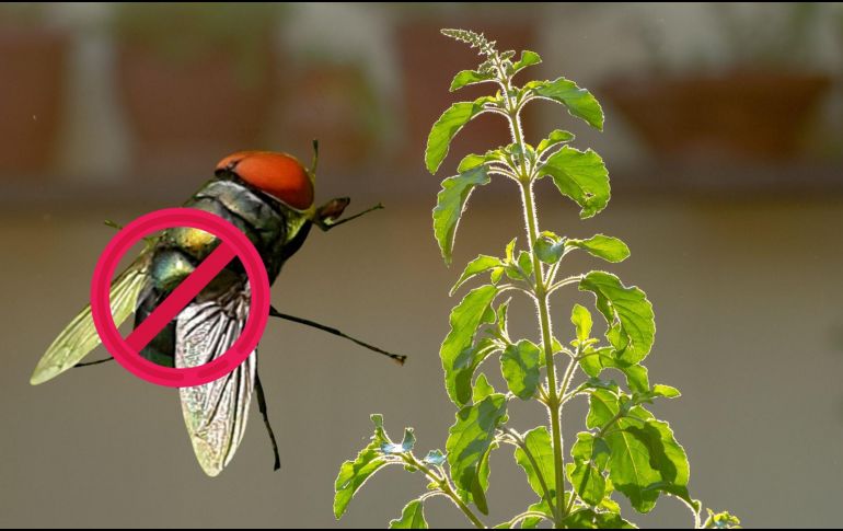 Este tipo de alternativas naturales están ganando terreno frente a soluciones artificiales, en parte porque representan un equilibrio entre utilidad y estética. CANVA