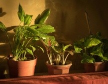 Es importante mantenerse alerta para identificar cuando una planta se está marchitando y actuar a tiempo. UNSPLASH / K. ABUID