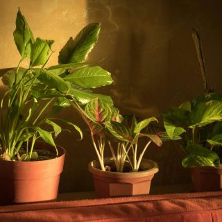 Estos son los trucos más efectivos para cuidar tus plantas en temporada de calor