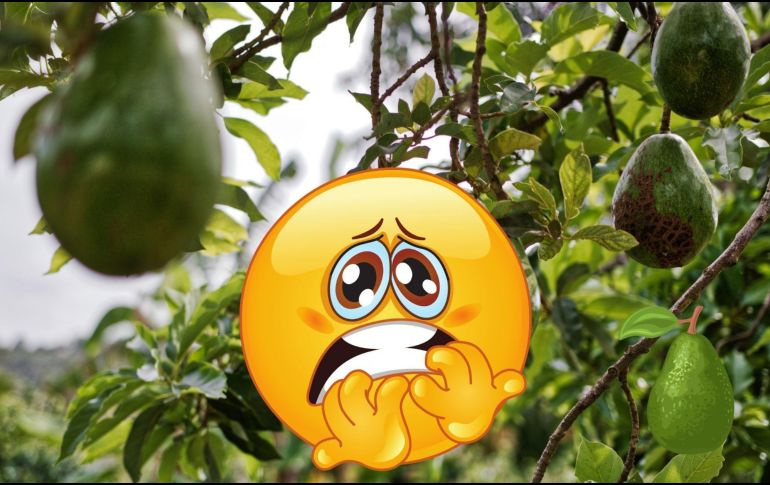 El aguacate no es el enemigo, pero su producción y consumo desmedido sí pueden tener consecuencias devastadoras.  CANVA