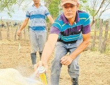 Honduras promueve la sanitización de su ganado. ESPECIAL