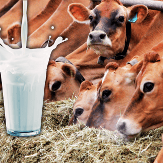 ¿Cuántos vasos de leche se pueden tomar al día?