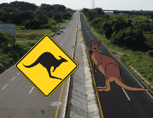 El marsupial fue neutralizado por su dueño y se encuentra bien de salud. SUN/ARCHIVO