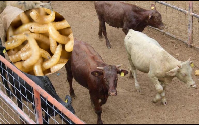 Por su parte, el Sistema Mundial de Información Zoosanitaria (WAHIS, por sus siglas en inglés) de la Organización Mundial de Sanidad Animal (OMSA) reportó otra cantidad. SUN / ARCHIVO