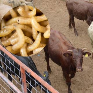 México reporta 237 casos activos en tratamiento de gusano barrenador