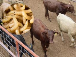 Por su parte, el Sistema Mundial de Información Zoosanitaria (WAHIS, por sus siglas en inglés) de la Organización Mundial de Sanidad Animal (OMSA) reportó otra cantidad. SUN / ARCHIVO