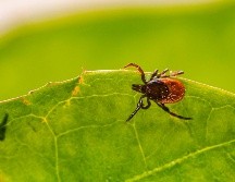 Evitar las garrapatas es importante, debido a que pueden infectarnos con bacterias y otros organismos que nos pueden enfermar. ESPECIAL / UNSPLASH / E. KARITS