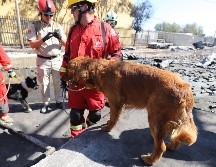 Se trata del binomio de los canes Ultra y Apolo de la UEPCBJ y Duke y Osocc de la coordinación tapatía. ESPECIAL / PROTECCIÓN CIVIL Y BOMBEROS GDL