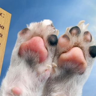 ¿Cómo proteger las patitas de mi perro en temporada de calor?