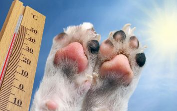 consejos para climas cálidos para mascotas