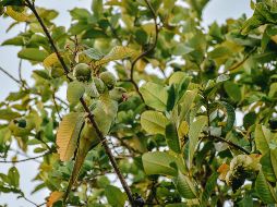 Existen diversas formas de utilizar las hojas de guayaba para tratar el acné. ESPECIAL / CANVA