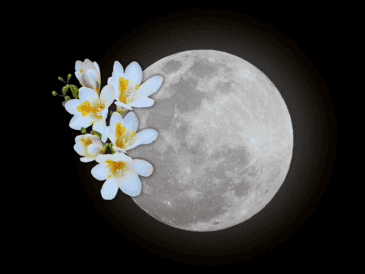 Muchos hoy en día encuentran en la Luna de Flores una oportunidad para reflexionar sobre el paso del tiempo, los ciclos naturales y nuestra relación con el entorno. NTX / ARCHIVO