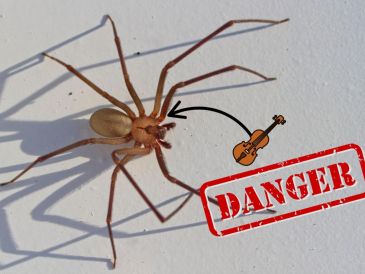 Los síntomas pueden incluir dolor intenso, hinchazón, fiebre, vómitos, malestar estomacal y, en algunos casos, daño en los tejidos cercanos a la mordedura (necrosis).  CANVA