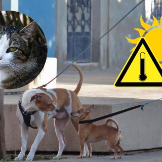 ¡Cuidado! Así afecta el CALOR EXTREMO a nuestras mascotas