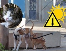 Si bien todas las mascotas son susceptibles de sufrir una insolación, algunas corren un riesgo mayor debido a sus condiciones fisiológicas. EL INFORMADOR / NTX / ARCHIVO