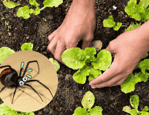A pesar de que su presencia se incrementa en temporada de lluvias, estos insectos pueden encontrarse durante todo el año. CANVA