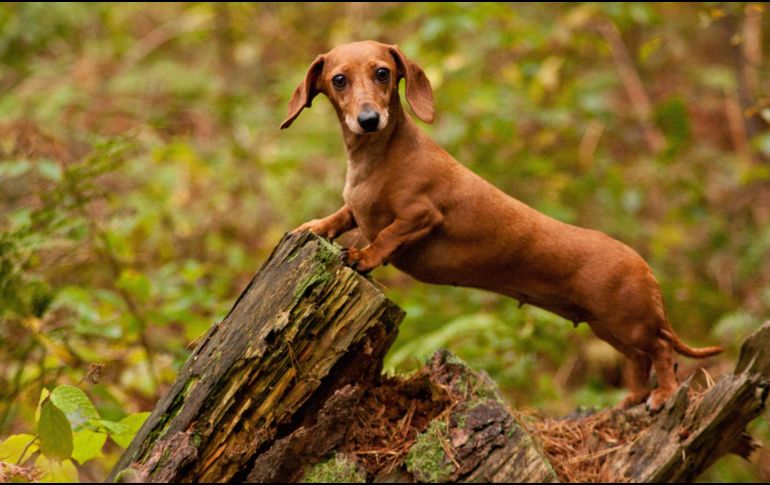 La dueña contó que su mascota se acercó sin dudarlo cuando se volvieron a reunir en Isla Canguro, frente a la costa del estado de Australia Meridional, por primera vez desde noviembre de 2023. ESPECIAL / CANVA