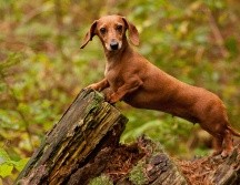 La dueña contó que su mascota se acercó sin dudarlo cuando se volvieron a reunir en Isla Canguro, frente a la costa del estado de Australia Meridional, por primera vez desde noviembre de 2023. ESPECIAL / CANVA