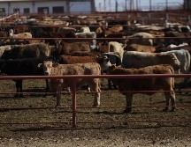 Luego de que se identificara un caso de gusano barrenador en la localidad de Catazajá, en Chiapas, Estados Unidos optó por suspender temporalmente las importaciones de ganado vivo mexicano, según informó el mismo Gobierno de México. SUN / ARCHIVO