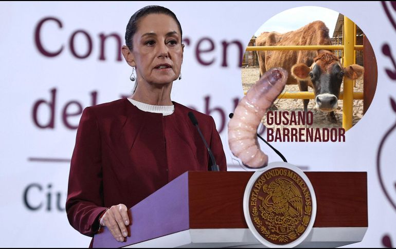 Esto dijo Claudia Sheinbaum acerca de la pausa en la exportación de ganado mexicano a EU por el gusano barrenador. SUN / LCG
