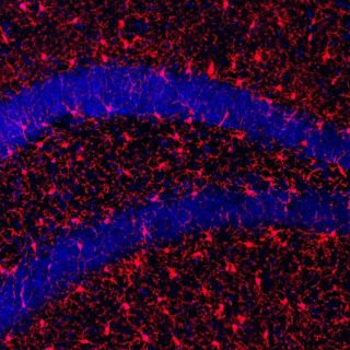 Conoce la proteína que MEJORA el envejecimiento saludable