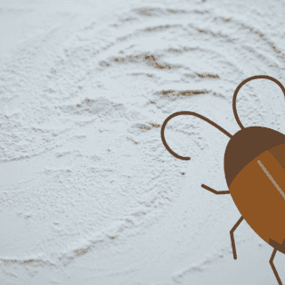 De esta forma puedes eliminar las cucarachas de manera rápida, barata y sin químicos