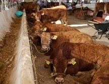 Se detectaron nuevos brotes de gusano barrenador en estados del sur de México. EL INFORMADOR/ARCHIVO